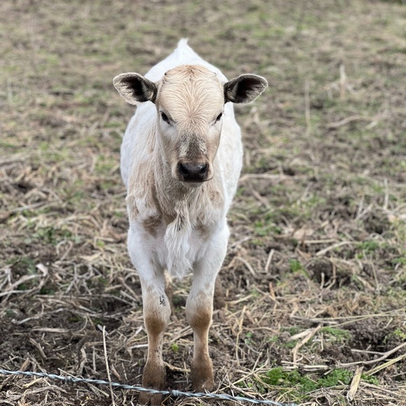 Meet your Posher, Olivia - Picture 7 of 12